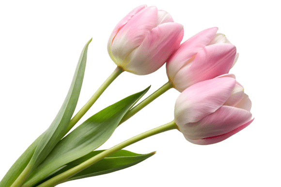 Download Three Pink Tulips Isolated on Transparen - Premium Bundle
